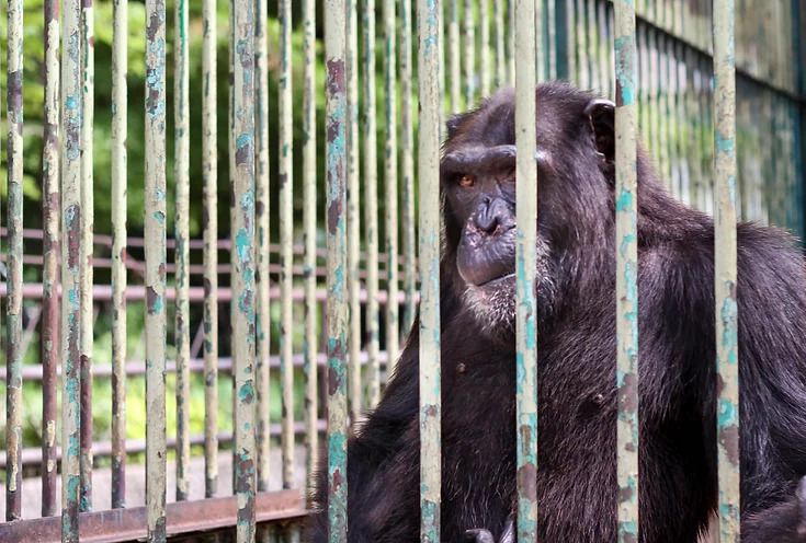 proteccion-de-animales